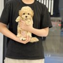 아이러브 독 이미지