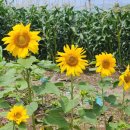 물음표 펜션 이미지