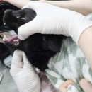 태일동물치과병원 이미지