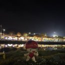 (주)화순군민신문사 | 2026 화순 봄꽃축제 야간 방문 후기(+음악분수 시간, 꽃강길 연장 운영)