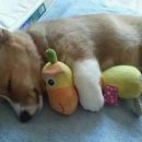 이쁜강아지 이미지