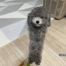 살롱드댕댕 | 순천 애견미용 살롱드댕댕 토이푸들 미용 후기