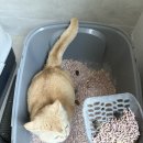 한라사료 | 반려동물식품 프롬한라골드유산균으로 정착한 이유