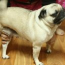 사비켄넬 이미지