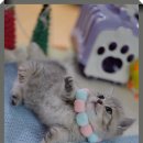 강남 고양이 분양 캣프렌즈 이미지