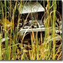 생태연못 이미지