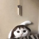 내머리어때 이미지