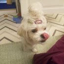 까까 주시개 이미지