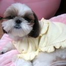 퍼피파라다이스 이미지