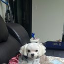 백양동물병원 이미지