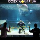 코엑스아쿠아리움 이미지