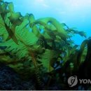 케이푸드 이미지