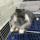 칠월칠일 | 모두의회고 반려토끼 회고록 칠월이 칠일이 우유