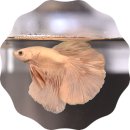 신생상회 이미지