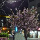 주공마트 | 대전여행 숨은 겹벚꽃 명소 용운 주공 아파트 4월18일 방문 후기