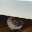 올랑 이미지