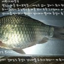 늘푸른낚시 이미지