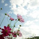 코스모스 이미지