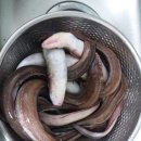 바다&장어 이미지