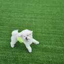 슬기로운 댕댕 유치원 | [애견유치원]김제 나는댕댕 애견유치원 내돈내산 후기