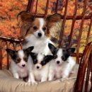 폴인퍼피 이미지