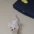 미스터몽
