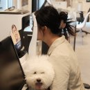 안경나라법원점 | 제주시청 안경점 아이젠트리 법원점 안경 애견동반