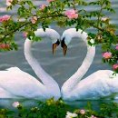 사랑의 하모니 이미지