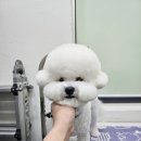 둥가둥가 펫살롱 이미지