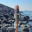시화방조제 원투 낚시 포인트 시화나래휴게소 주차 물때 미끼 추천 낚시 성지 다녀온 후기