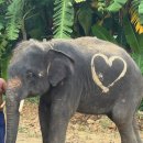 하의복지센터 | 태국 방콕 - 코끼리 보호소 오후 반일투어 후기(내돈내산 / 그린망고홀리데이)