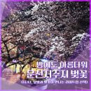 영화로 만나는 힐링 인문학 산책 | 밤에도 아름다워 운천저수지 벚꽃 (feat. 달빛과 벚꽃이 만나는 라이트업 산책)