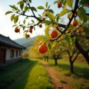🌱야생의 아름다움: 개복숭아(Prunus davidiana Carr)의 모든 것