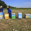 베트남산 꿀 2030년에는 무관세로 들어온다. 이미지