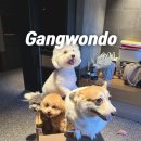 다음펫 | 홍천 비발디파크 소노펫 골드 Pet Club 파크뷰 후기 (8인/4견)