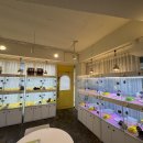 펫퍼스트 24시 강아지분양 고양이분양 이미지