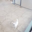 메가펫 | [행복스일상이야기]첨단메가펫 행복의나라 다녀옴 후기