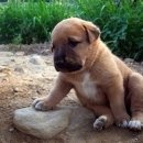 멍팔자 상팔자 이미지