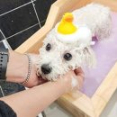 어메이징펫 | 서울애견미용학원 주말반 가격 애견샵 초기 창업 비용