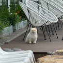 똥개애견카페 이미지