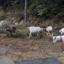 청학목장 이미지