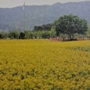 개맥이공원 이미지