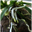 긴뿌리농장 이미지