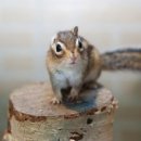 작은 동물원 이미지