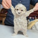 내강아지&내야옹이 이미지