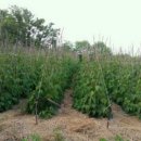 원두골농장 이미지