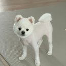 살롱드멍뭉