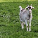 말뚝목장 이미지