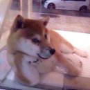 키워주시개 Daum카페