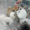 댕시티 이미지